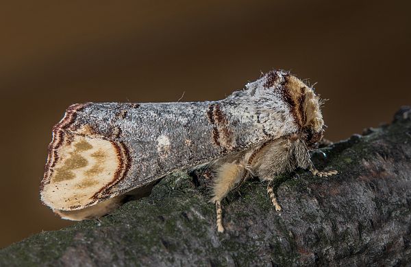 Phalera bucephala