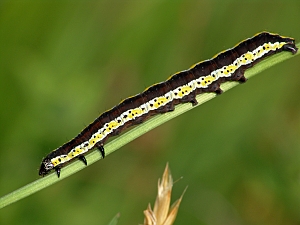 Pheosia gnoma