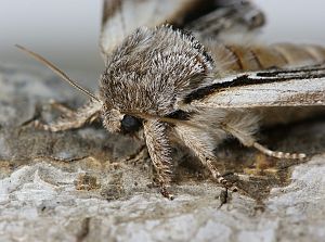 Pheosia tremula