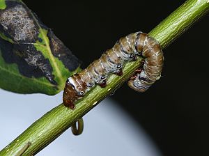 Pheosia tremula