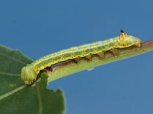 Pheosia tremula