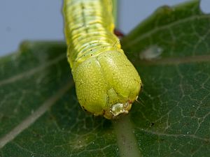 Pheosia tremula