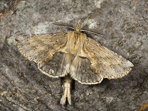 Pterostoma palpina