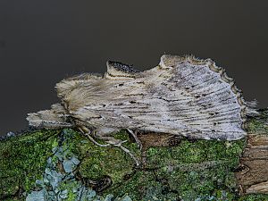 Pterostoma palpina