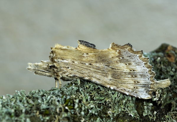 Pterostoma palpina