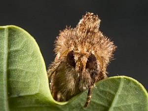 Ptilodon capucina