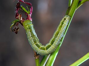 Ptilophora plumigera Raupe