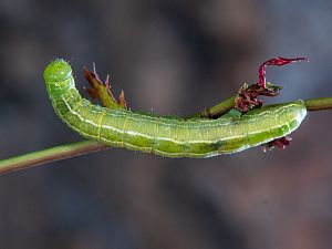 Ptilophora plumigera Raupe