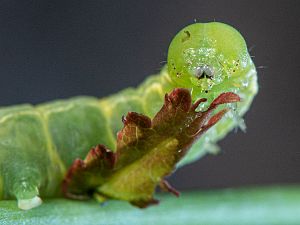 Ptilophora plumigera Raupe