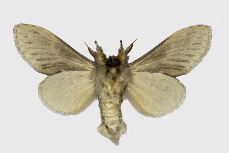 Stauropus fagi