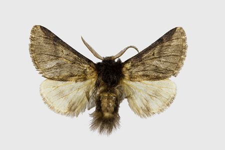 Thaumetopoea pinivora