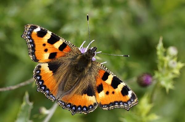 Aglais urticae