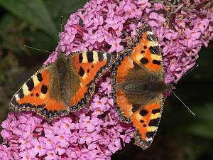 Aglais urticae