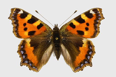 Aglais urticae