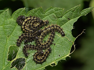 Aglais urticae