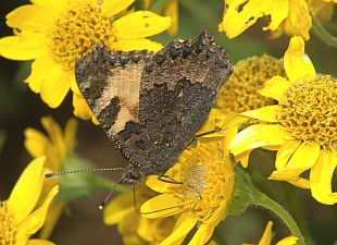 Aglais urticae