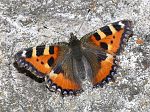 Aglais urticae