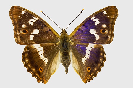 Apatura ilia