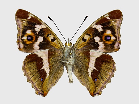 Apatura iris