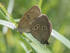 Aphantopus hyperantus