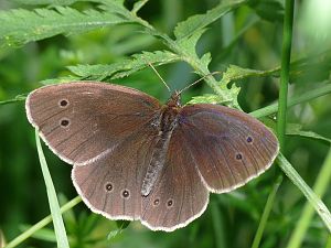 Aphantopus hyperantus