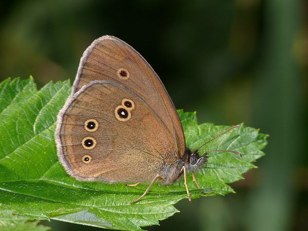 Aphantopus hyperantus