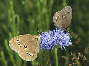 Aphantopus hyperantus