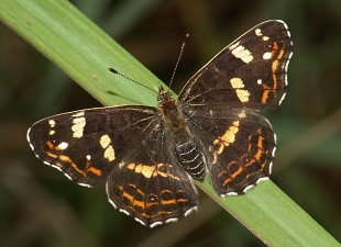 Araschnia levana