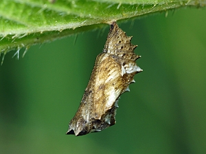 Araschnia levana