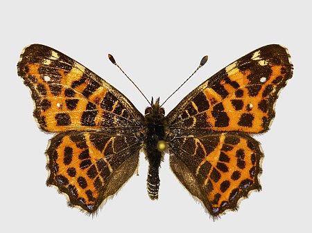 Araschnia levana