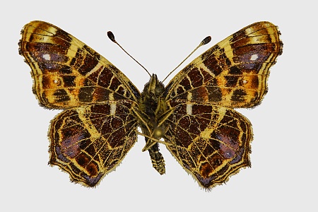 Araschnia levana