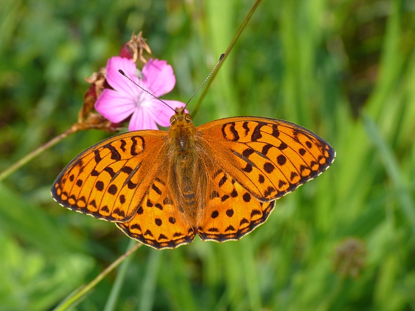 Argynnis adippe