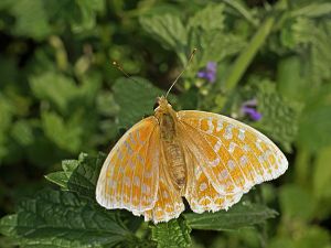 Argynnis adippe