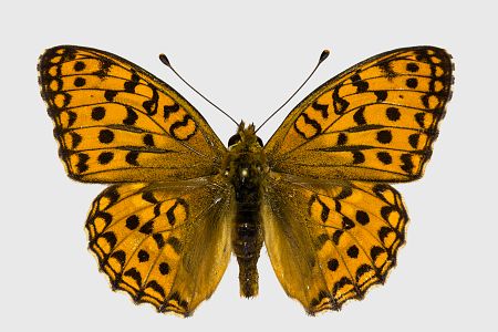 Argynnis adippe