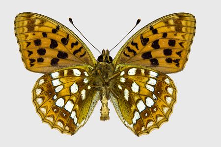 Argynnis adippe