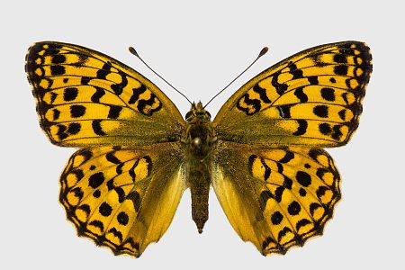 Argynnis adippe