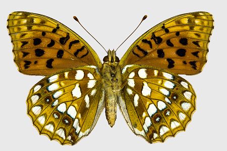 Argynnis adippe