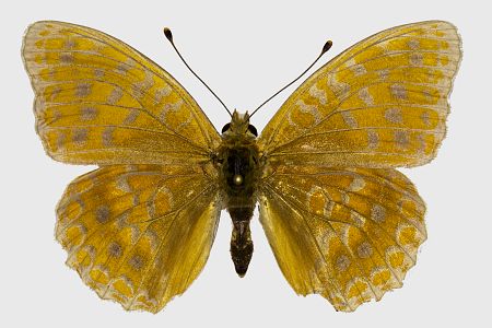 Argynnis adippe