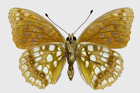 Argynnis adippe