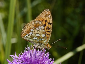 Argynnis adippe