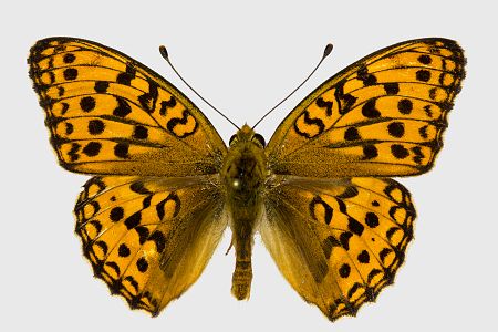 Argynnis adippe