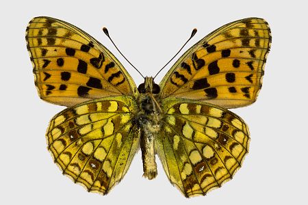 Argynnis adippe