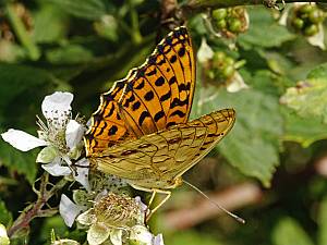 Argynnis adippe