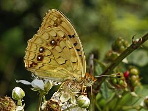 Argynnis adippe