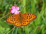 Argynnis adippe