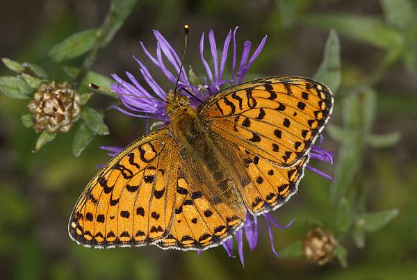 Argynnis aglaja