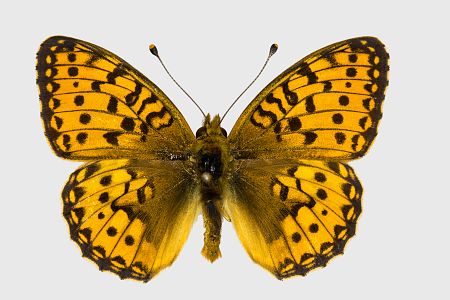 Argynnis aglaja