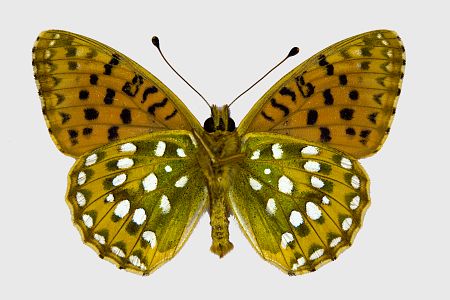 Argynnis aglaja