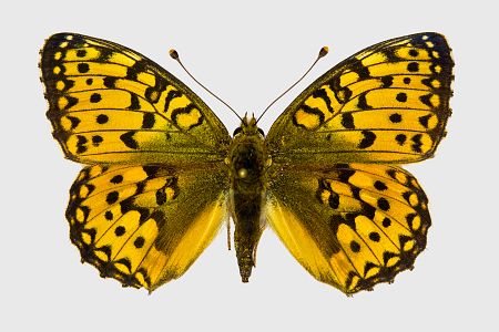 Argynnis aglaja