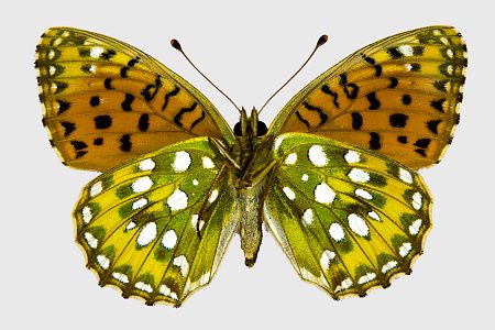 Argynnis aglaja